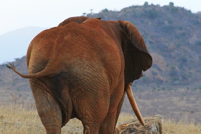 Safari in Tsavo and Amboseli for 5 Days and 4 Nights - Photography, sun, and daily comfort
