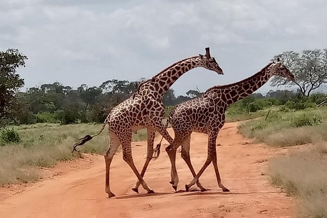 Safari Kenya with Patrick - What this two-day safari is trying to offer