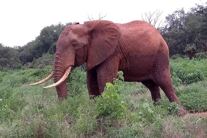 Safari Kenya with Patrick - Day two: another drive, then an itinerary question