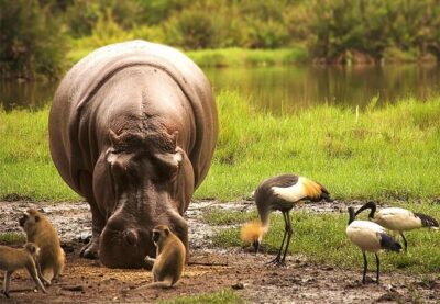 Safari Kenya with Patrick