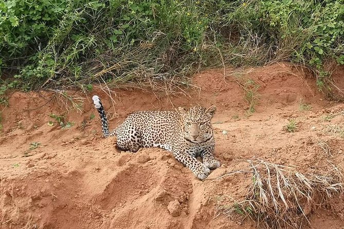 Safari Kenya with Patrick - The 4x4 Jeep and private-group format