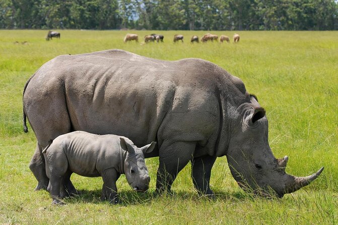 Safari Tour; Nairobi National Park - Key points to know before booking