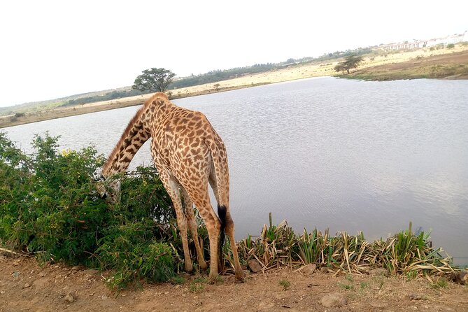 Safari Tour; Nairobi National Park - Why Nairobi National Park is worth your morning