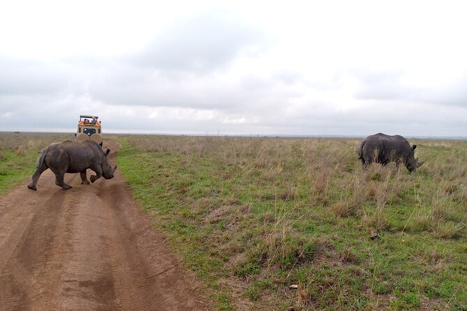 Safari Tour; Nairobi National Park - Four to five hours of game viewing, if timing holds