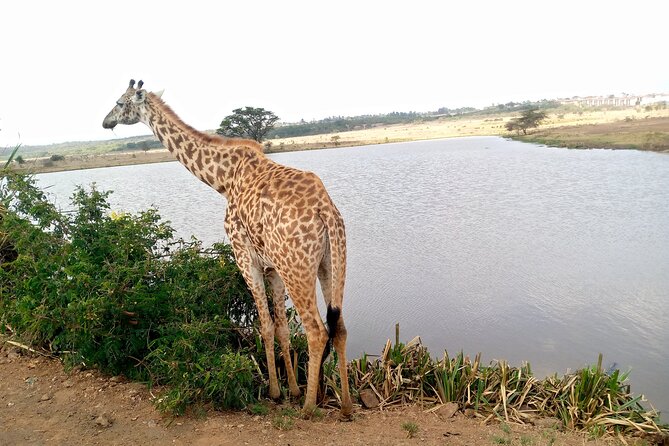 Safari Tour; Nairobi National Park - The animals you might see