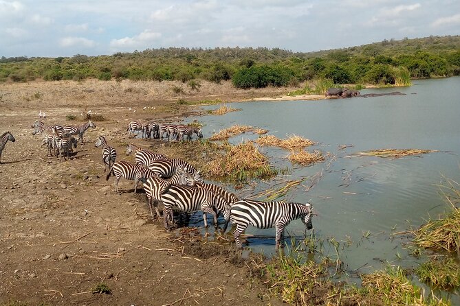 Safari Tour; Nairobi National Park - The city skyline as part of the view