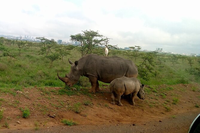 Safari Tour; Nairobi National Park - The extra park fee changes the value