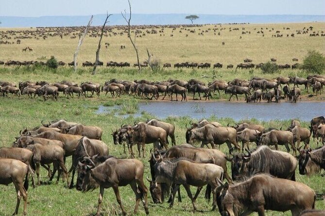 Safari Tour; Nairobi National Park - Airport drop-off for a long layover