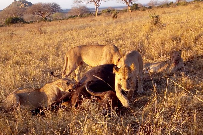 Safari-Tsavo east national park -2 days 1 night - Why Tsavo East makes a strong two-day safari