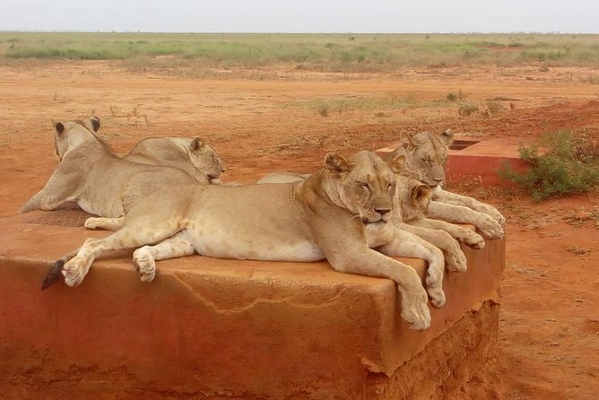 Safari-Tsavo east national park -2 days 1 night - The second morning, a three-hour final drive