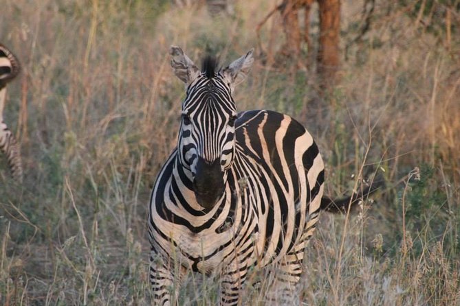 Safari-Tsavo east national park -2 days 1 night - How good is the $459.43 price?