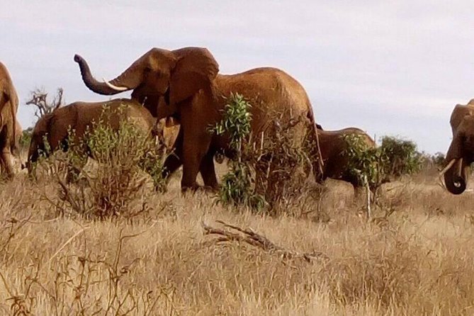Safari-Tsavo east national park -2 days 1 night - Leaving the coast at 6:30 a.m.