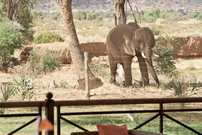 Samburu/ Aberdare/ Lake Nakuru/ Masai Mara 7 Days Safari - Day 3: Aberdare, Thompsons Falls, and Treetops wildlife viewing