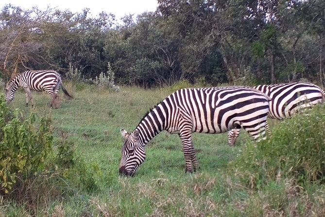 Shared Nairobi National Park Safari Tour - Why Nairobi National Park Makes a Short Safari Possible