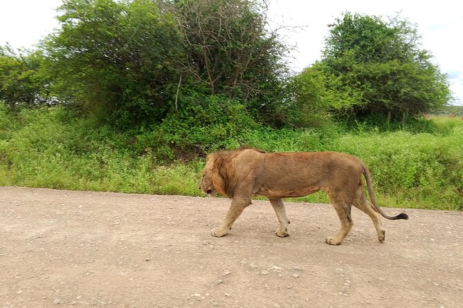 Shared Nairobi National Park Safari Tour - Birdlife for a Different Kind of Safari