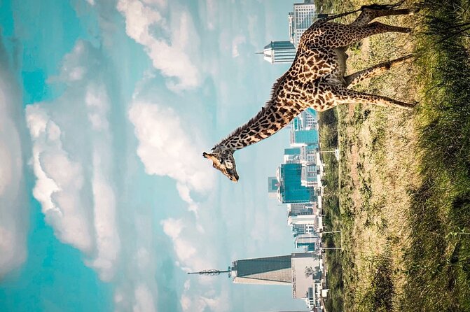 Shared Nairobi National Park Safari Tour - What the Five-Hour Schedule Really Gives You