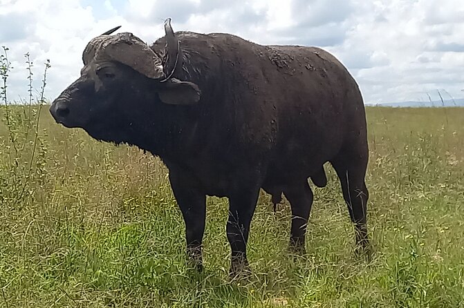 Shared Nairobi National Park Safari Tour - The $80 Price and the Real Total