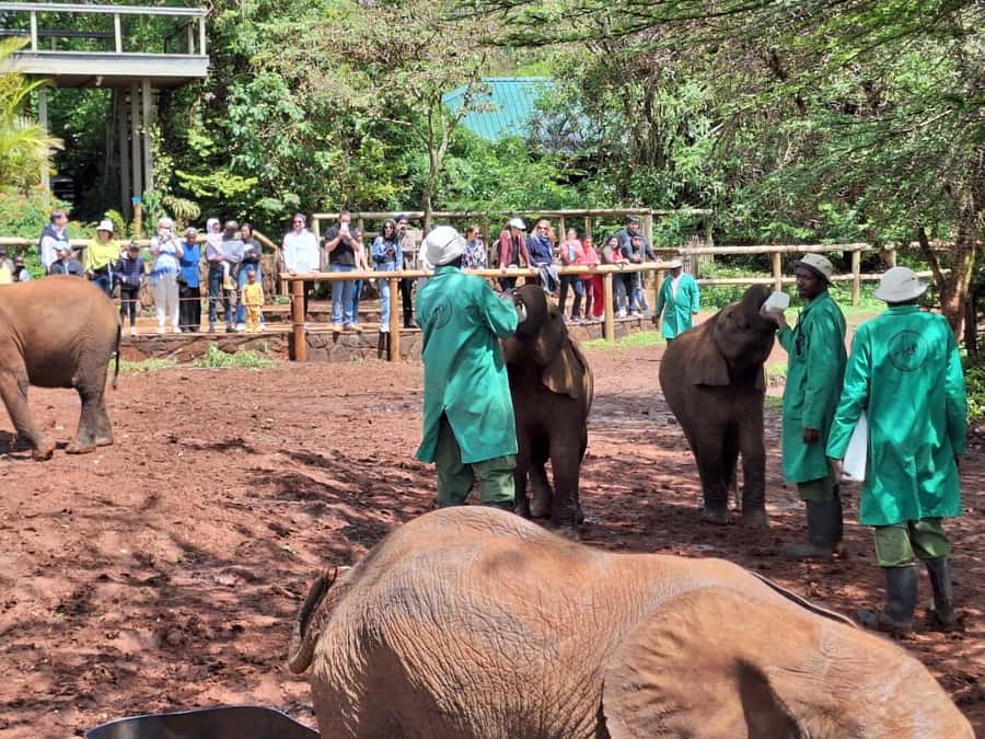 Sheldrick Wildlife Trust&Giraffe Center GuidedTour with FEES - A Nairobi day built around conservation