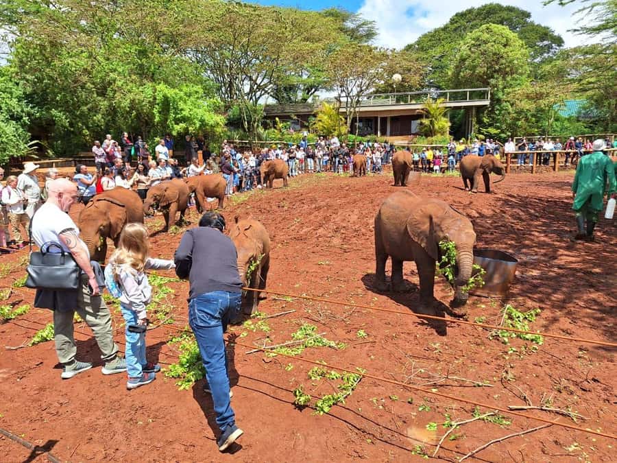 Sheldrick Wildlife Trust&Giraffe Center GuidedTour with FEES - Final verdict: a strong first-day choice in Nairobi
