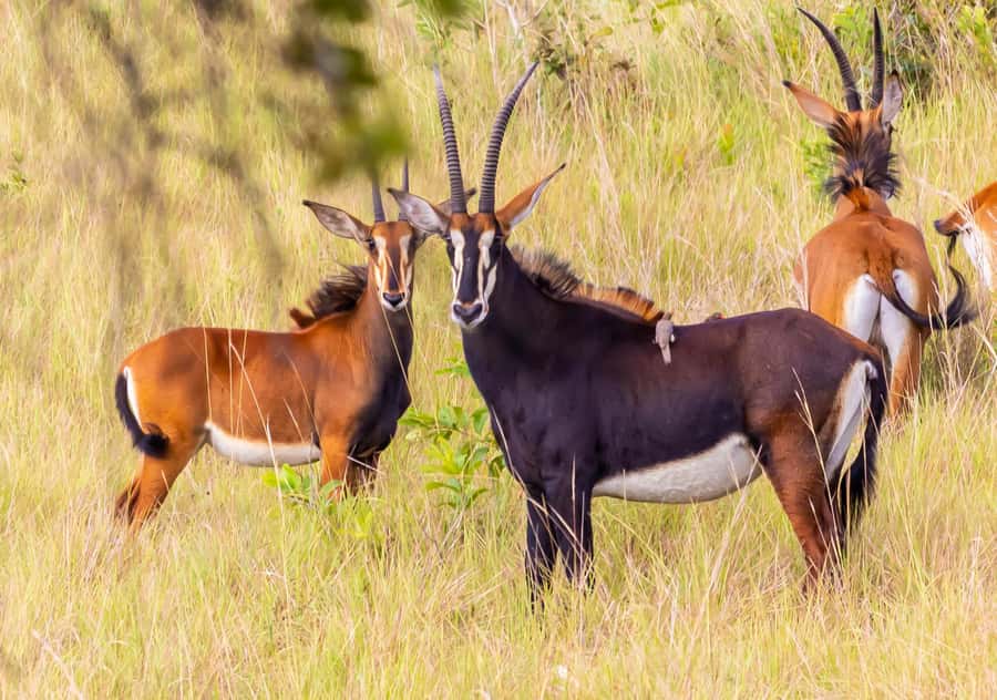 Shimba Hills Day Safari & Sheldrick Falls Hike Private Tour - From Mombasa or Diani to the Shimba Hills