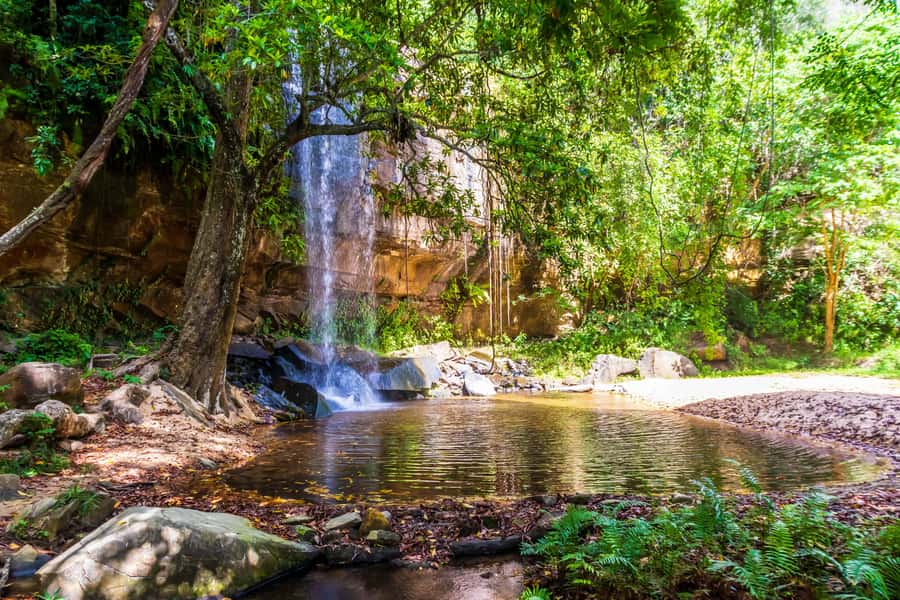Shimba Hills Day Safari & Sheldrick Falls Hike Private Tour - The forest route to Sheldrick Falls
