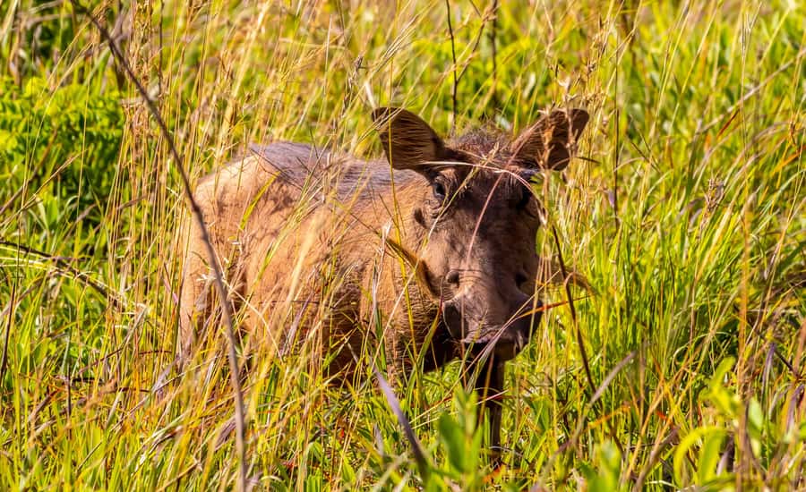 Shimba Hills Day Safari & Sheldrick Falls Hike Private Tour - Sheldrick Falls and its cool forest pool