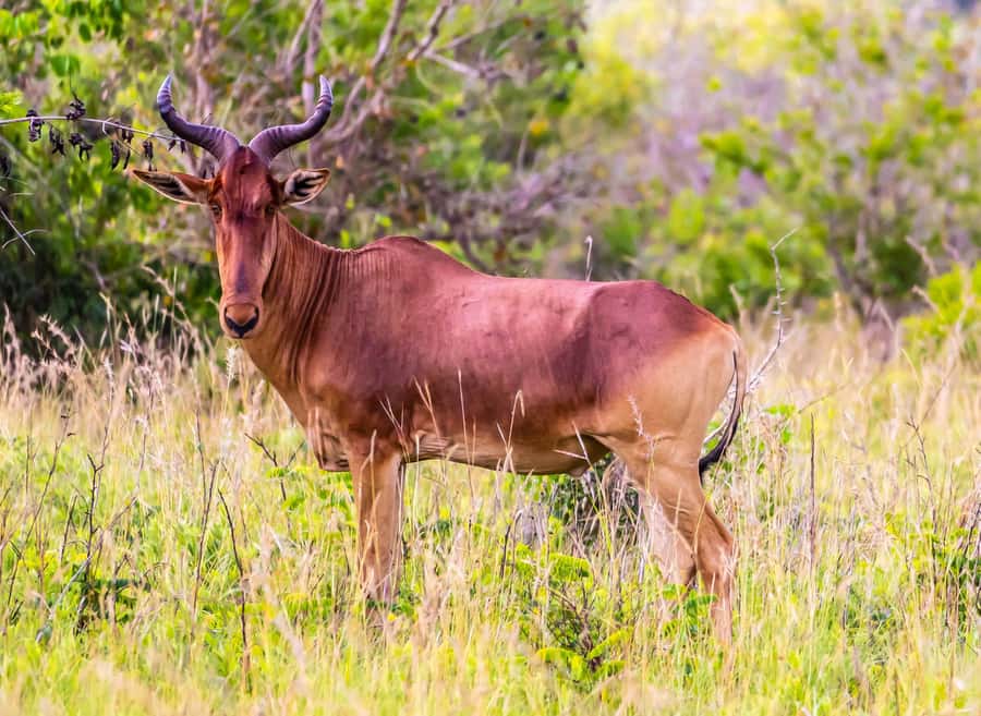 Shimba Hills Day Safari & Sheldrick Falls Hike Private Tour - What $270 per person really covers