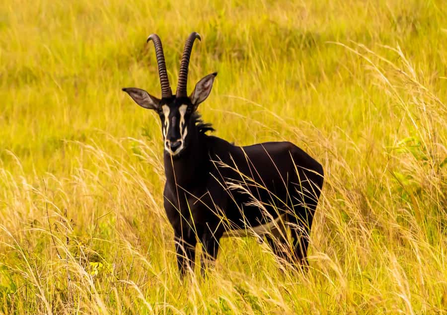 Shimba Hills Day Safari & Sheldrick Falls Hike Private Tour - Who will enjoy this private day most