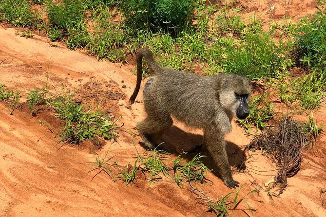 Shimba Hills Excursion - Leaving Diani Beach for Shimba Hills