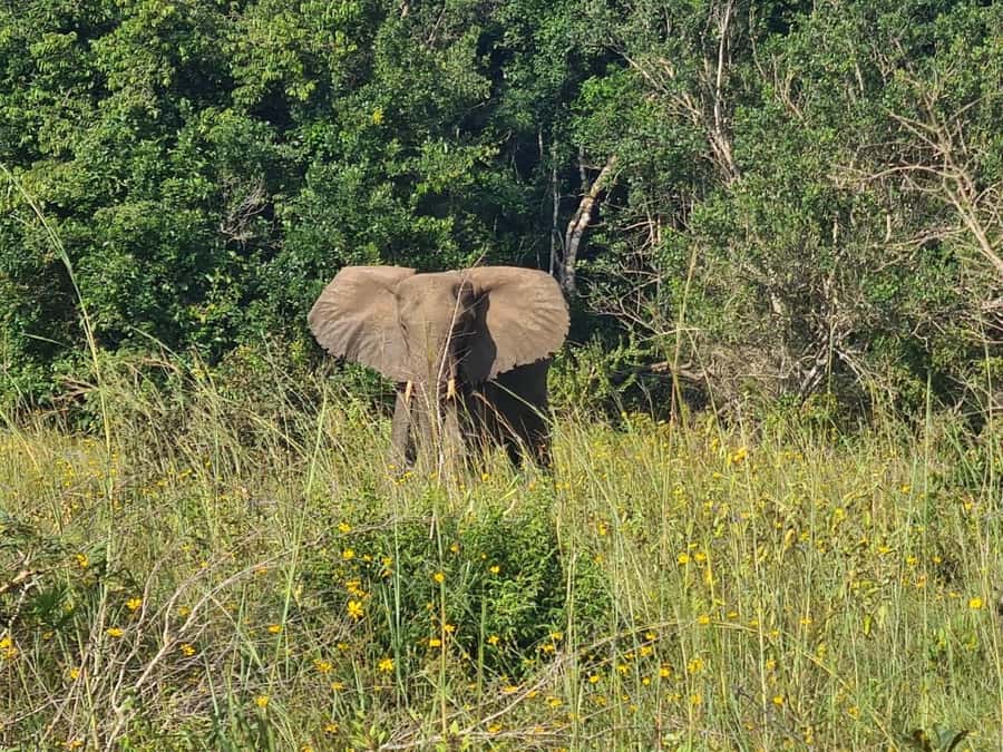 Shimba Hills: Game Drive, Waterfall Hike, and Lunch - Key details at a glance