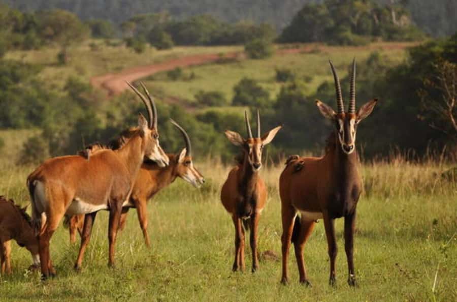 Shimba Hills Reserve Day Trip: From Mombasa and Diani - Key points at a glance