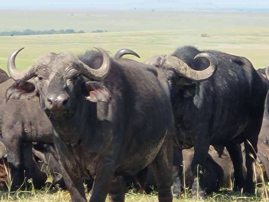 Shimba hills tropical rain forest day trip - From Diani or Mombasa to the park