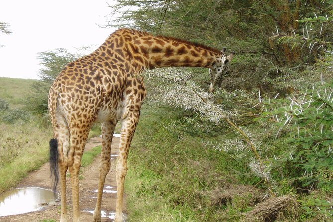Small Group Budget Tour to Hells Gate National Park and Lake Naivasha Boat Ride - Lake Naivasha by boat, with hippos and birds