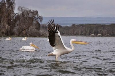 Small Group Budget Tour to Hells Gate National Park and Lake Naivasha Boat Ride