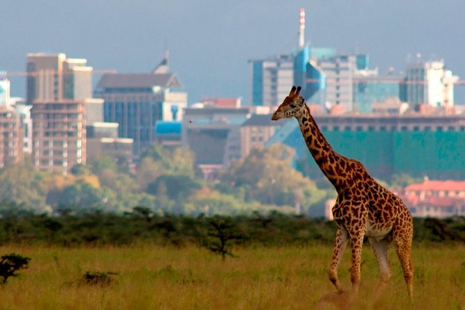Small group tour to Nairobi park baby and optional Baby Elephants - Key points to know before booking