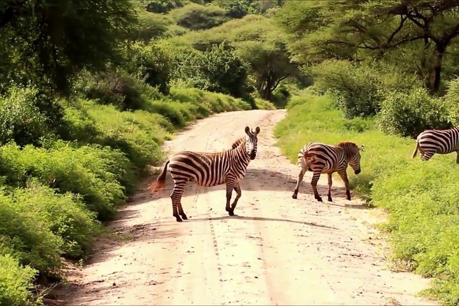 Small group tour to Nairobi park baby and optional Baby Elephants - The 6:00 a.m. pickup and safari vehicle