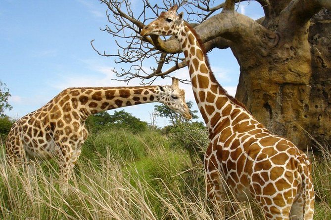 Small group tour to Nairobi park baby and optional Baby Elephants - Booking, cancellation, and practical checks