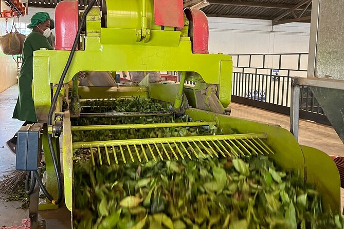Tea Farm Experience at Riara Tea Farm And Factory Tour - Walking among the tea bushes