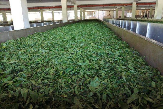 Tea Farm Experience at Riara Tea Farm And Factory Tour - From nursery beds to hand-picked leaves