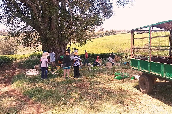 Tea Farm Experience at Riara Tea Farm And Factory Tour - Lunch with ingredients from the garden