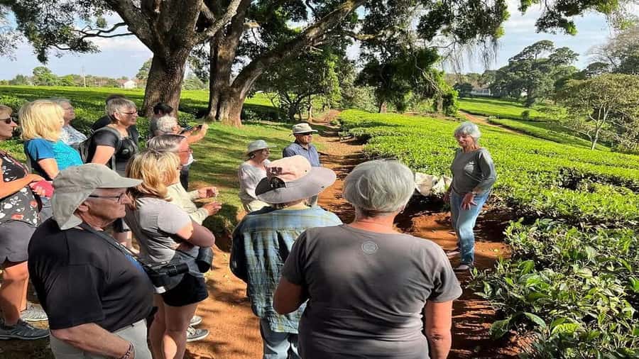 Tea Farm Tour From Nairobi (Kiambethu). - Key points to know before booking