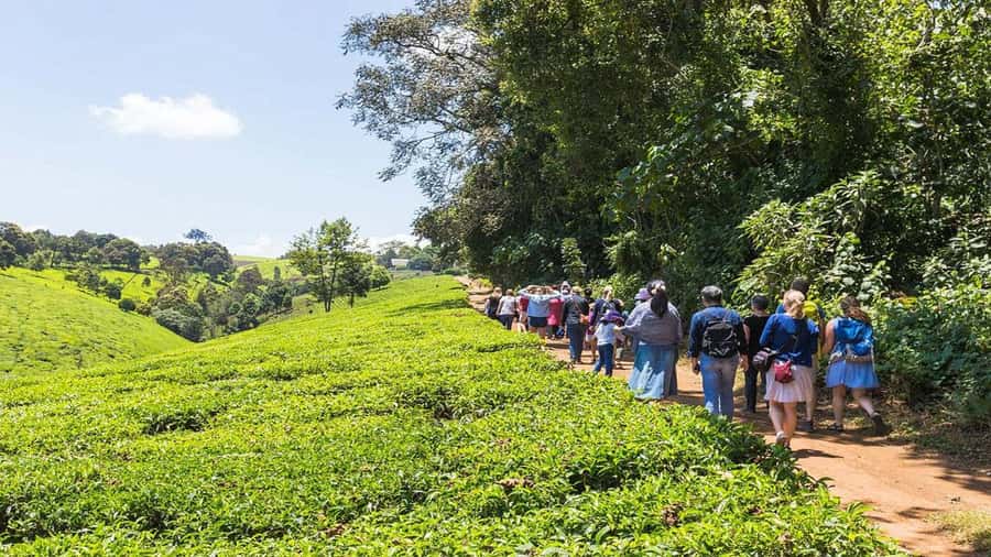 Tea Farm Tour From Nairobi (Kiambethu). - The indigenous forest walk