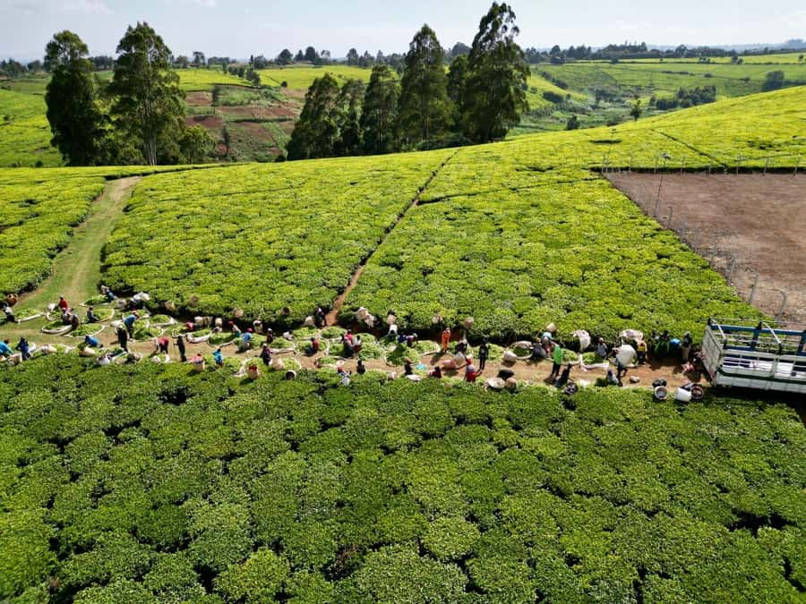 Tea Farm Tour From Nairobi (Kiambethu). - Gardens, birds, flowers, and a few friendly dogs