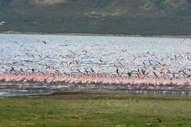 The Great Rift Valley Tour - L Bogoria, L Nakuru, L Naivasha and Hellsgate NP - Mt Longonot gives the safari an active finish