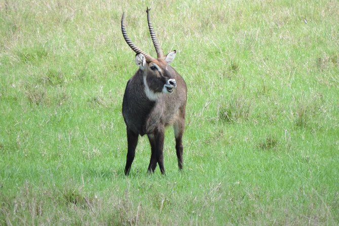 Thrilling 6 Days Amboseli-Lake Nakuru-Maasai Mara Budget Safari - Why this Kenya safari route works