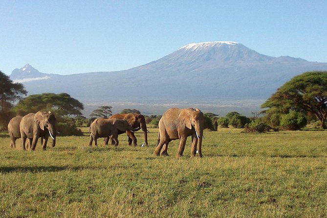 Thrilling 6 Days Amboseli-Lake Nakuru-Maasai Mara Budget Safari - Day two: a full Amboseli wildlife day