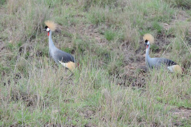 Thrilling 6 Days Amboseli-Lake Nakuru-Maasai Mara Budget Safari - Day three: rhinos and the shores of Lake Nakuru