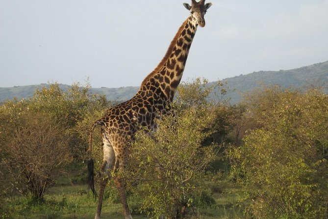 Thrilling 6 Days Amboseli-Lake Nakuru-Maasai Mara Budget Safari - Day four: moving into Maasai Mara country