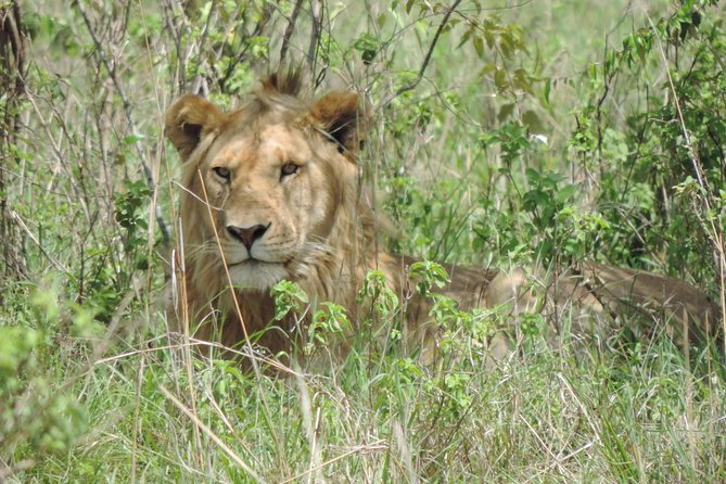 Thrilling 6 Days Amboseli-Lake Nakuru-Maasai Mara Budget Safari - Day five: the Mara gets a full day