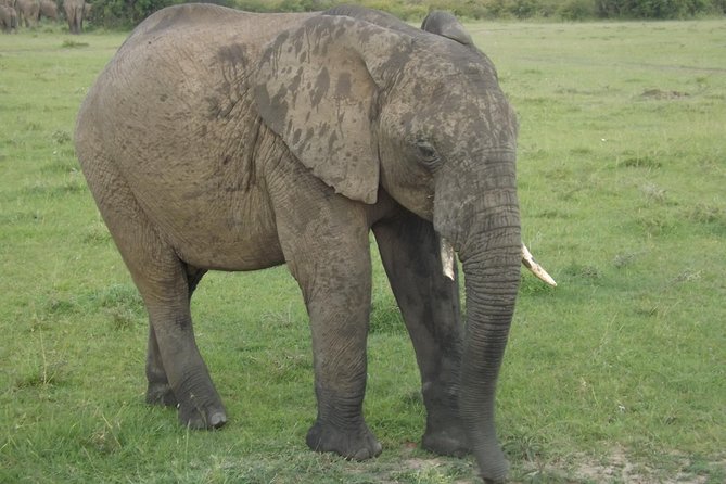 Thrilling 6 Days Amboseli-Lake Nakuru-Maasai Mara Budget Safari - Day six: back to Nairobi with a restaurant finish